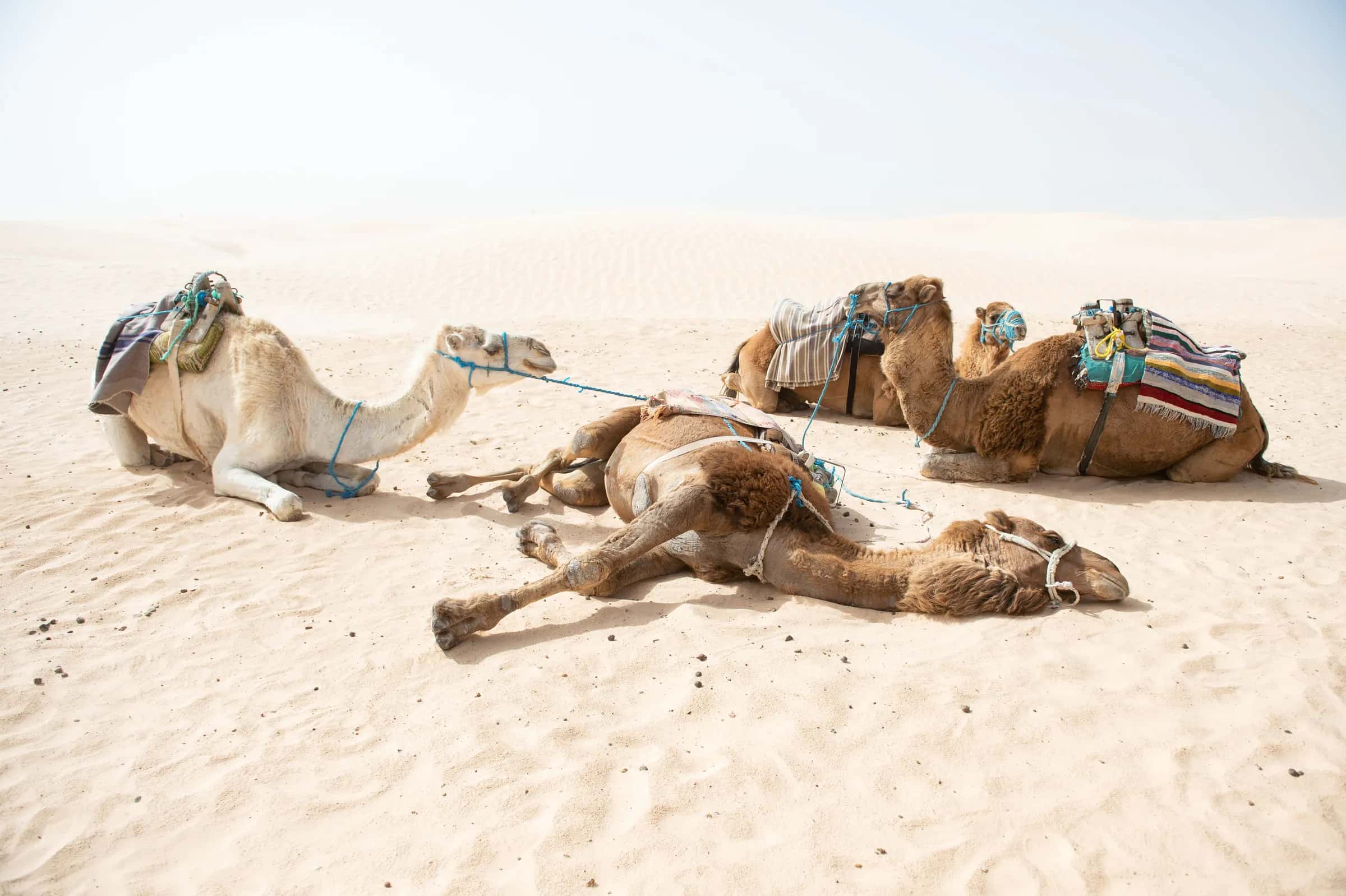 Trois dromadaires sellés au repos sur le sable du Sahara tunisien