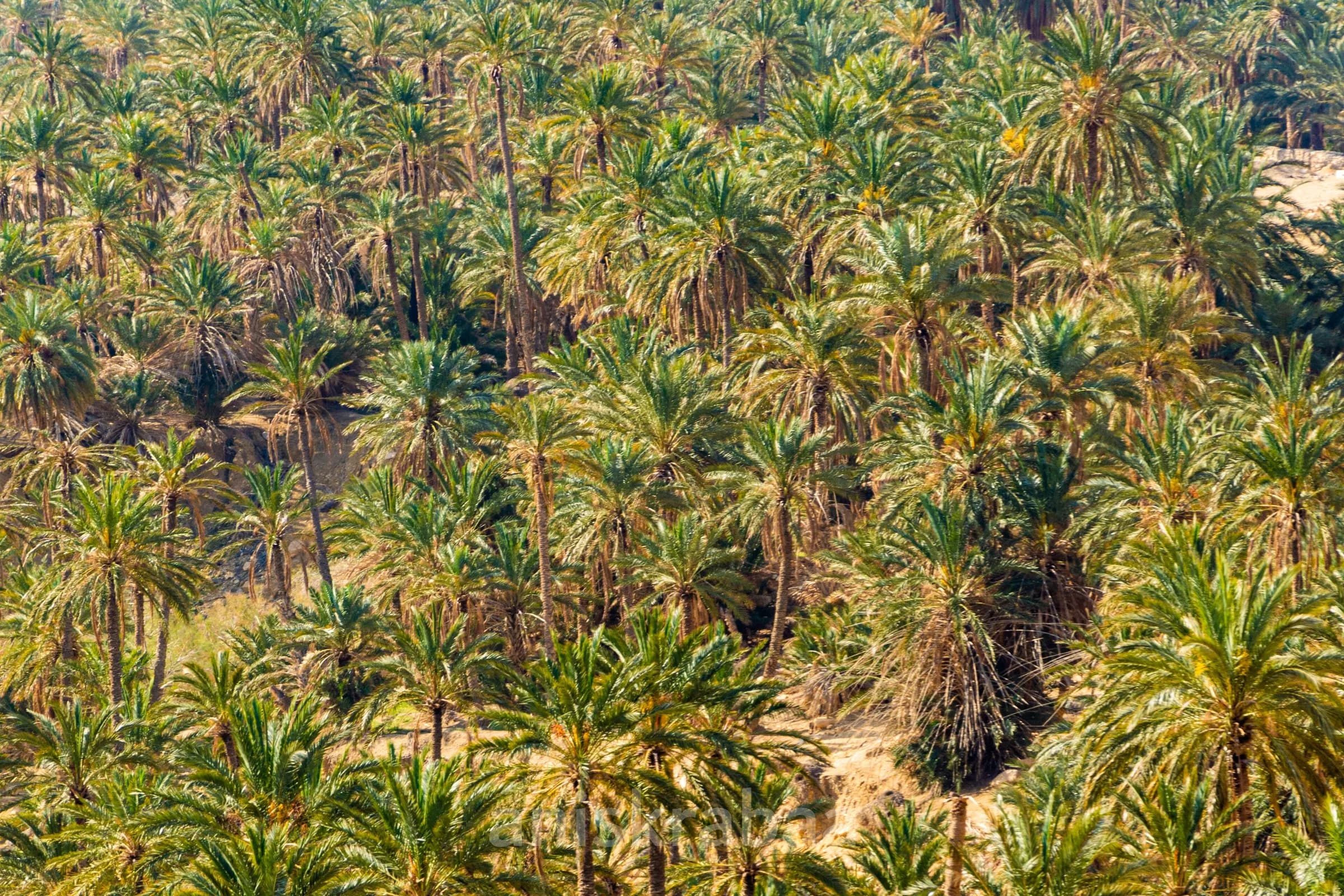 La palmeraie de l’oasis de Chébika vue d’en haut