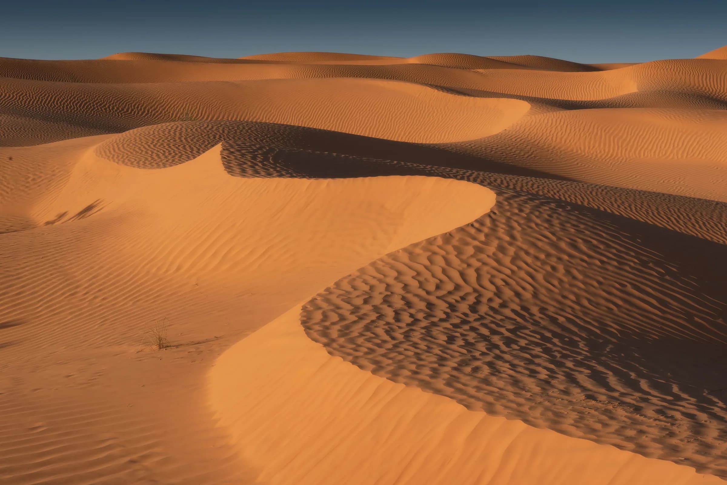 Golden dunes of the Tunisian Sahara under a deep blue sky